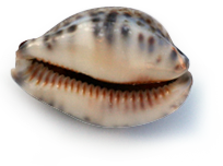 sawa camp sinai sawa camp, red sea sinai